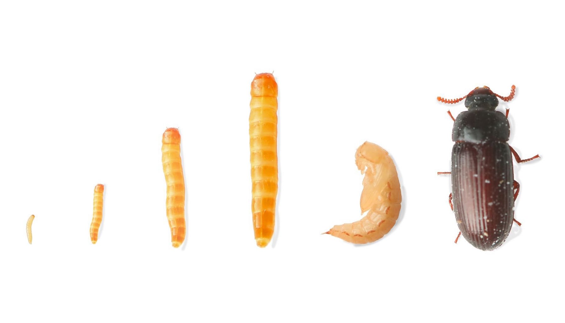 About Worm