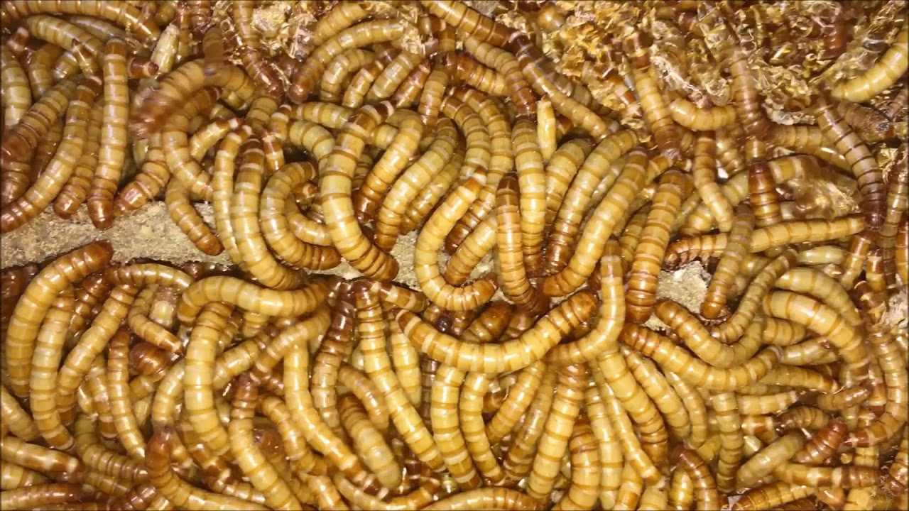Mealworm Banner