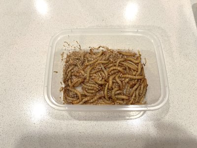 Live mealworms x 100 **LIVE** approx 20g
