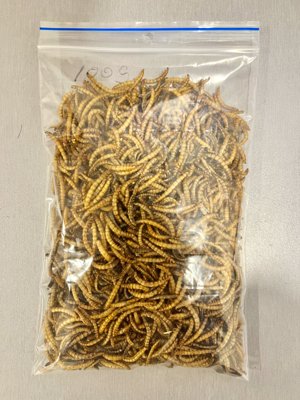 Dried Mealworms x 100g